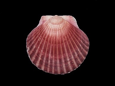 Argopecten irradians irradians